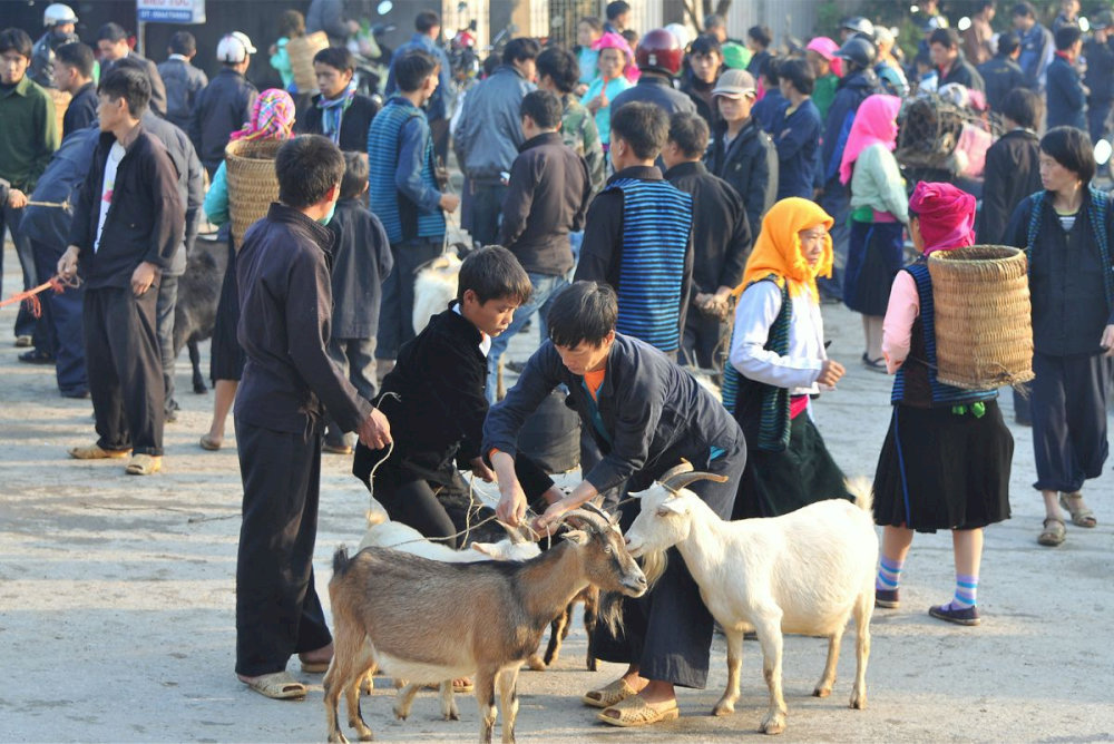 The livestock market in Meo Vac attracts many people and traders to buy, sell, and exchange